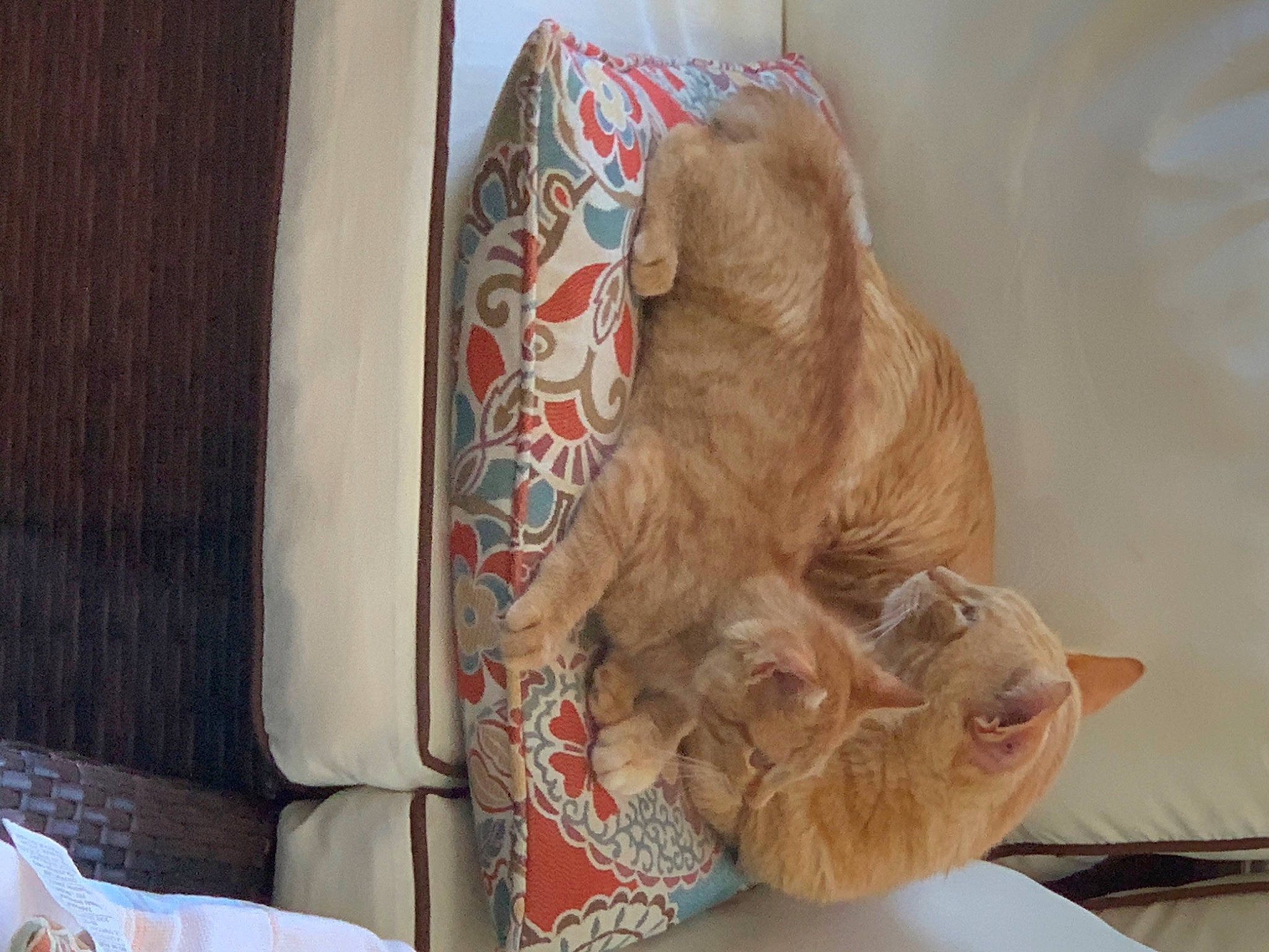 Jake joined the competition — help win amazing prizes! canidae, carnivore, comfort, companion_dog, couch, dog, dog_breed, dog_supply, fawn, felidae, fur, linens, liver, pet_supply, small_to_medium_sized_cats, snout, sporting_group, wood, working_animal, wrinkle