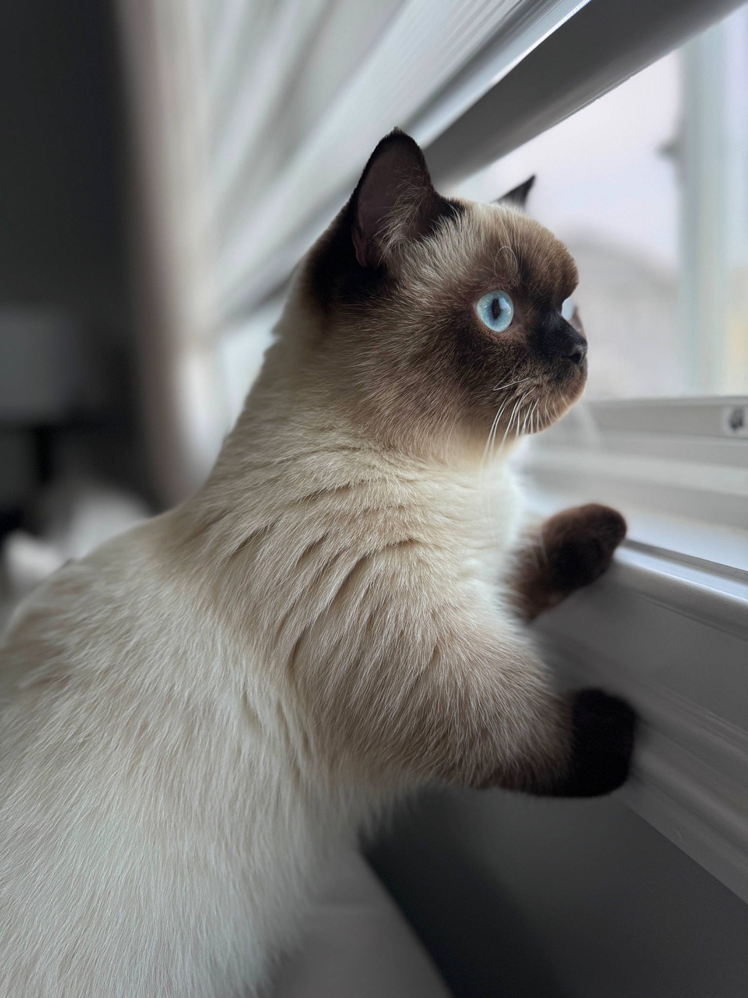 Yen is registered to the contest to win money with this photo: balinese, birman, carnivore, cat, domestic_short_haired_cat, fawn, felidae, flooring, fur, grey, siamese, small_to_medium_sized_cats, tail, terrestrial_animal, thai, tonkinese, whiskers