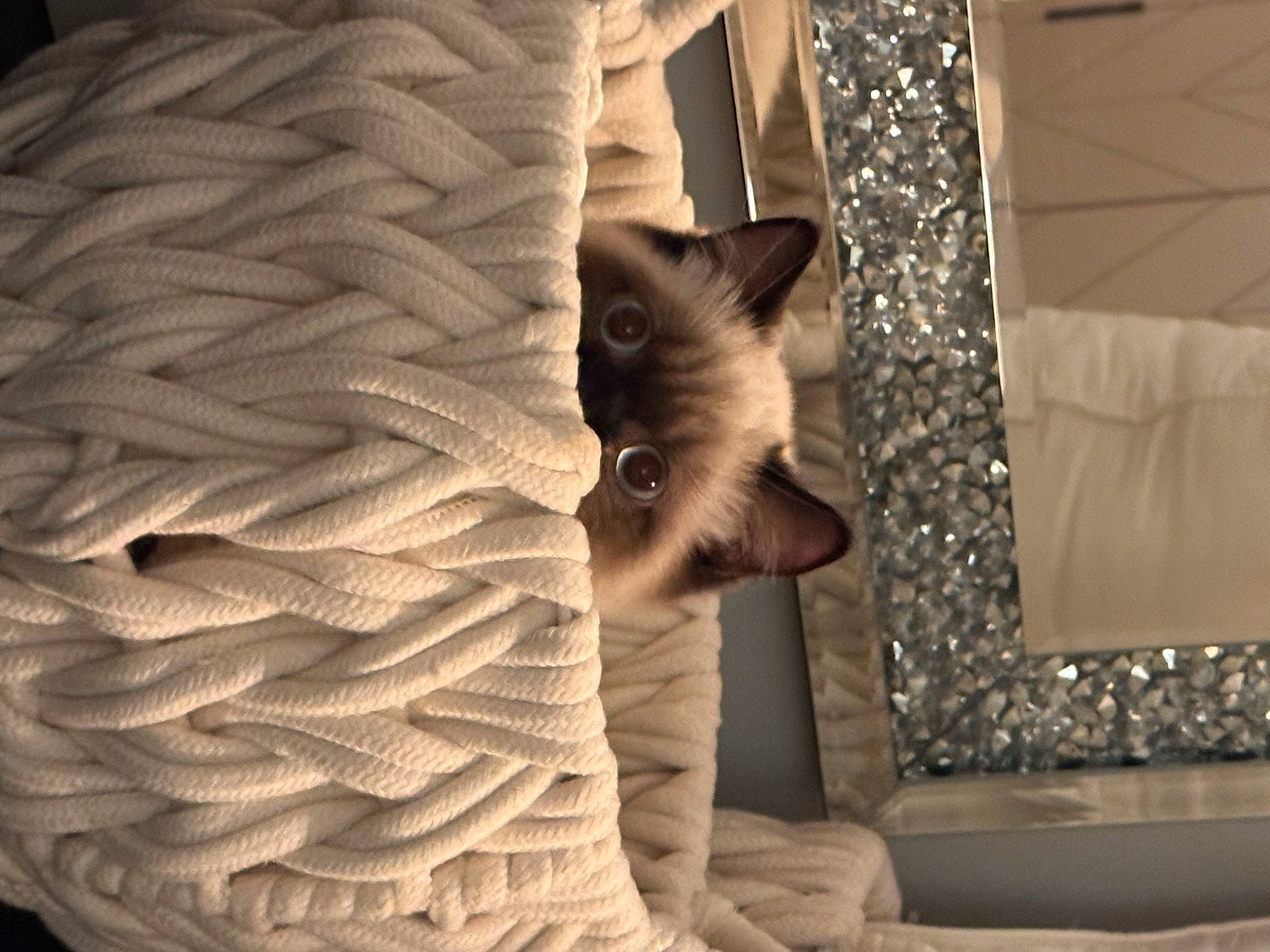 Yen joined the competition — help win amazing prizes! canidae, carnivore, cat, comfort, couch, curtain, domestic_short_haired_cat, felidae, flooring, fur, grey, linens, living_room, pattern, room, small_to_medium_sized_cats, tail, tree, whiskers, wood