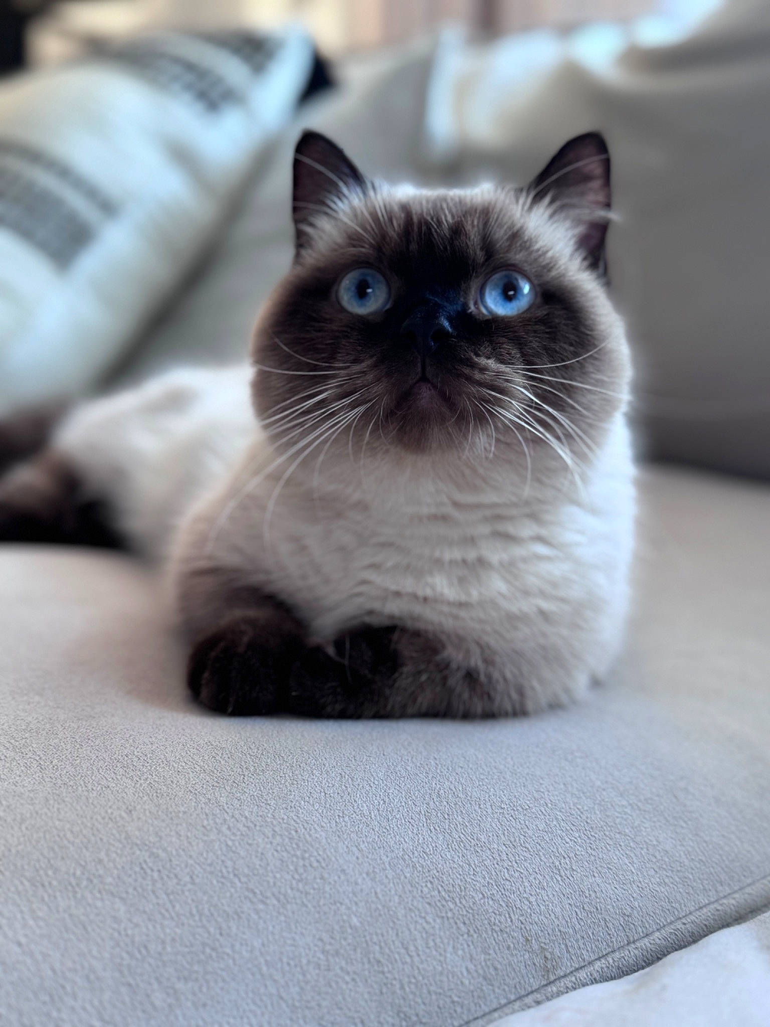 Yen joined the competition — help win amazing prizes! balinese, birman, carnivore, cat, comfort, electric_blue, eye, fawn, felidae, fur, head, iris, siamese, sitting, small_to_medium_sized_cats, snout, terrestrial_animal, thai, whiskers