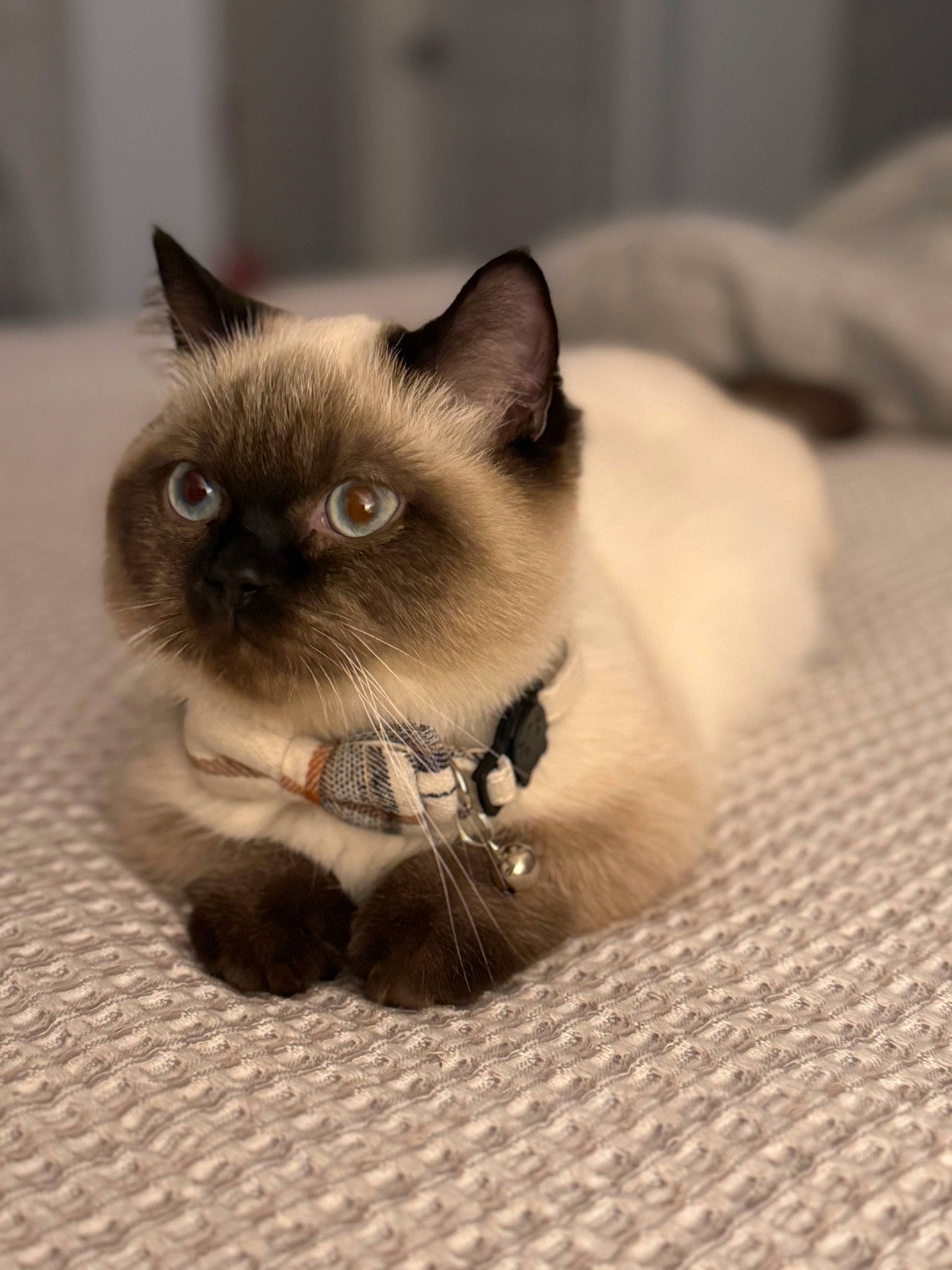 Yen joined the competition — help win amazing prizes! birman, carnivore, cat, comfort, fawn, felidae, fur, iris, siamese, small_to_medium_sized_cats, snout, terrestrial_animal, whiskers