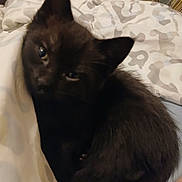 Mr. Green Eyes joined the competition — help win amazing prizes! animal, bed, black_cat, blanket, closeup, companion, cozy, cute, domestic_animal, ears, feline, fur, indoor, kitten, pet, resting, sleepy, soft, whiskers, young