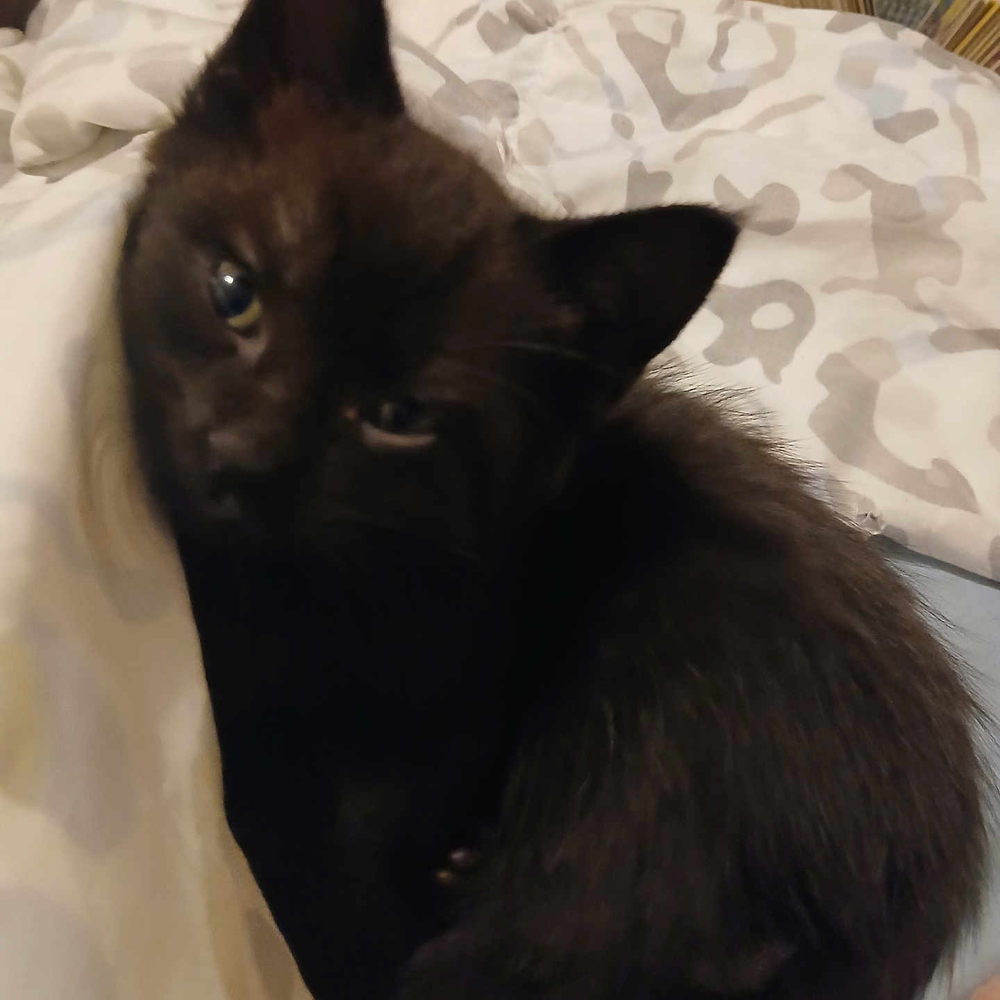 Mr. Green Eyes joined the competition — help win amazing prizes! animal, bed, black_cat, blanket, closeup, companion, cozy, cute, domestic_animal, ears, feline, fur, indoor, kitten, pet, resting, sleepy, soft, whiskers, young