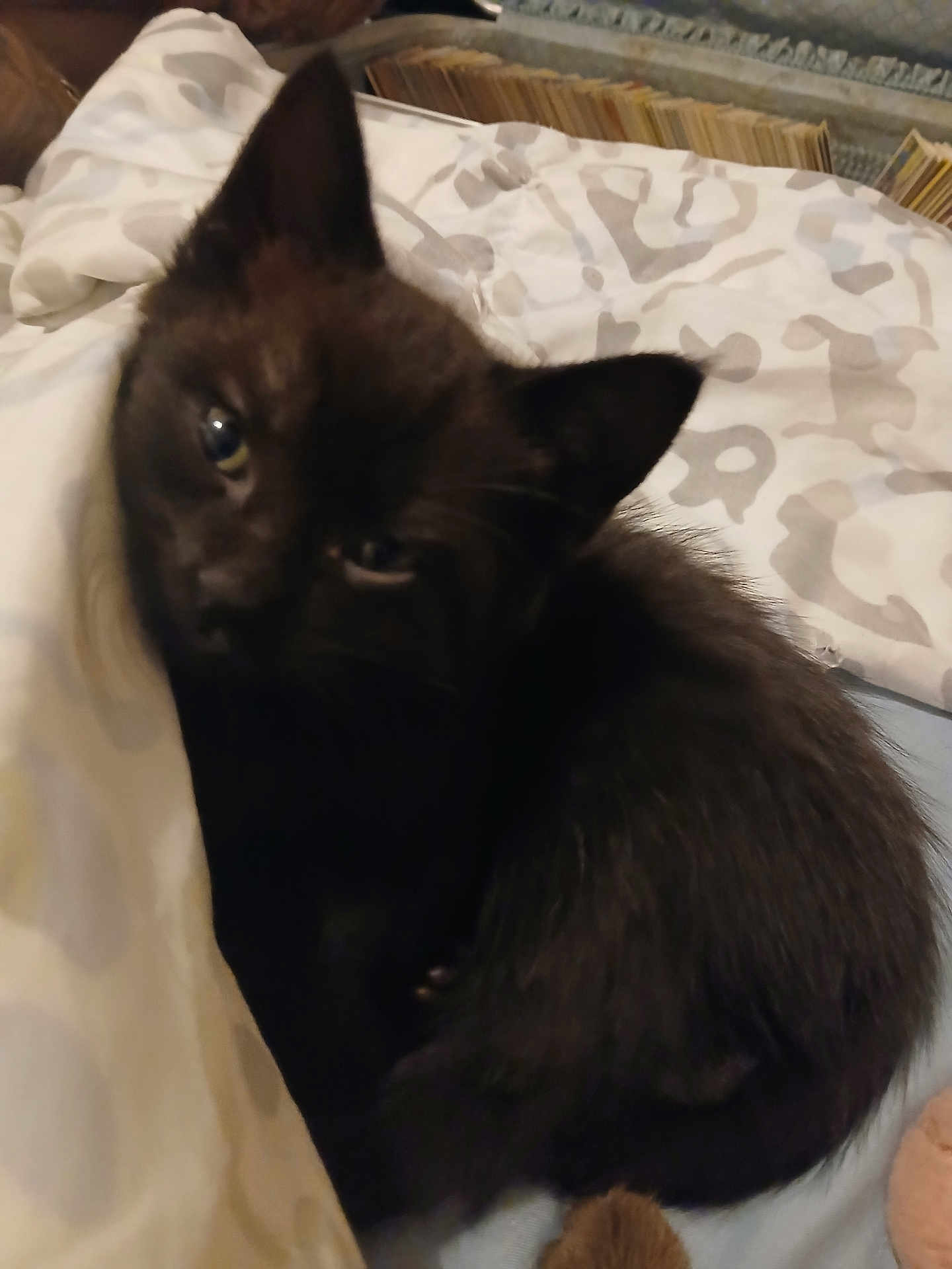 Mr. Green Eyes joined the competition — help win amazing prizes! animal, bed, black_cat, blanket, closeup, companion, cozy, cute, domestic_animal, ears, feline, fur, indoor, kitten, pet, resting, sleepy, soft, whiskers, young