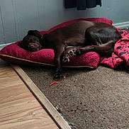 Roxy is registered to the contest to win money with this photo: dog, brown_dog, sleeping, pet_bed, red_bed, blanket, indoor, carpet, wooden_floor, relaxed, animal, canine, resting, cozy, corner, curtain, quiet, home, domestic, fur