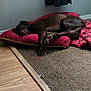 dog, brown_dog, sleeping, pet_bed, red_bed, blanket, indoor, carpet, wooden_floor, relaxed, animal, canine, resting, cozy, corner, curtain, quiet, home, domestic, fur