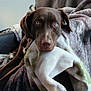 dog, chocolate_brown, blue_eyes, blanket, couch, indoor, pet, resting, cozy, fur, animal, relaxed, comfort, home, portrait, canine, snuggled, soft_texture, looking_at_camera, living_room
