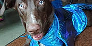 Roxy is registered to the contest to win money with this photo: dog, blue_eyes, brown_carpet, indoor, dog_clothing, sequins, happy, pet, canine, costume, furniture, jeans, person, floor, animal, closeup, lying_down, domestic_animal, brown_dog, casual
