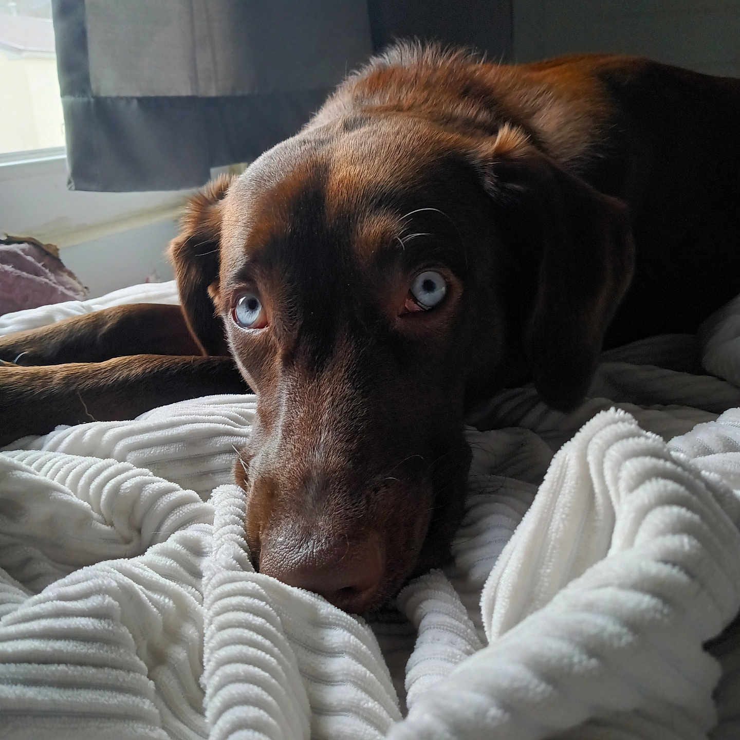 Roxy is registered to the contest to win money with this photo: blanket, blue_eyes, brown_dog, calm, close_up, cozy, curtain, dog, ears, face, fur, indoor, lying_down, natural_light, nostrils, pet, resting, texture, white_blanket, window