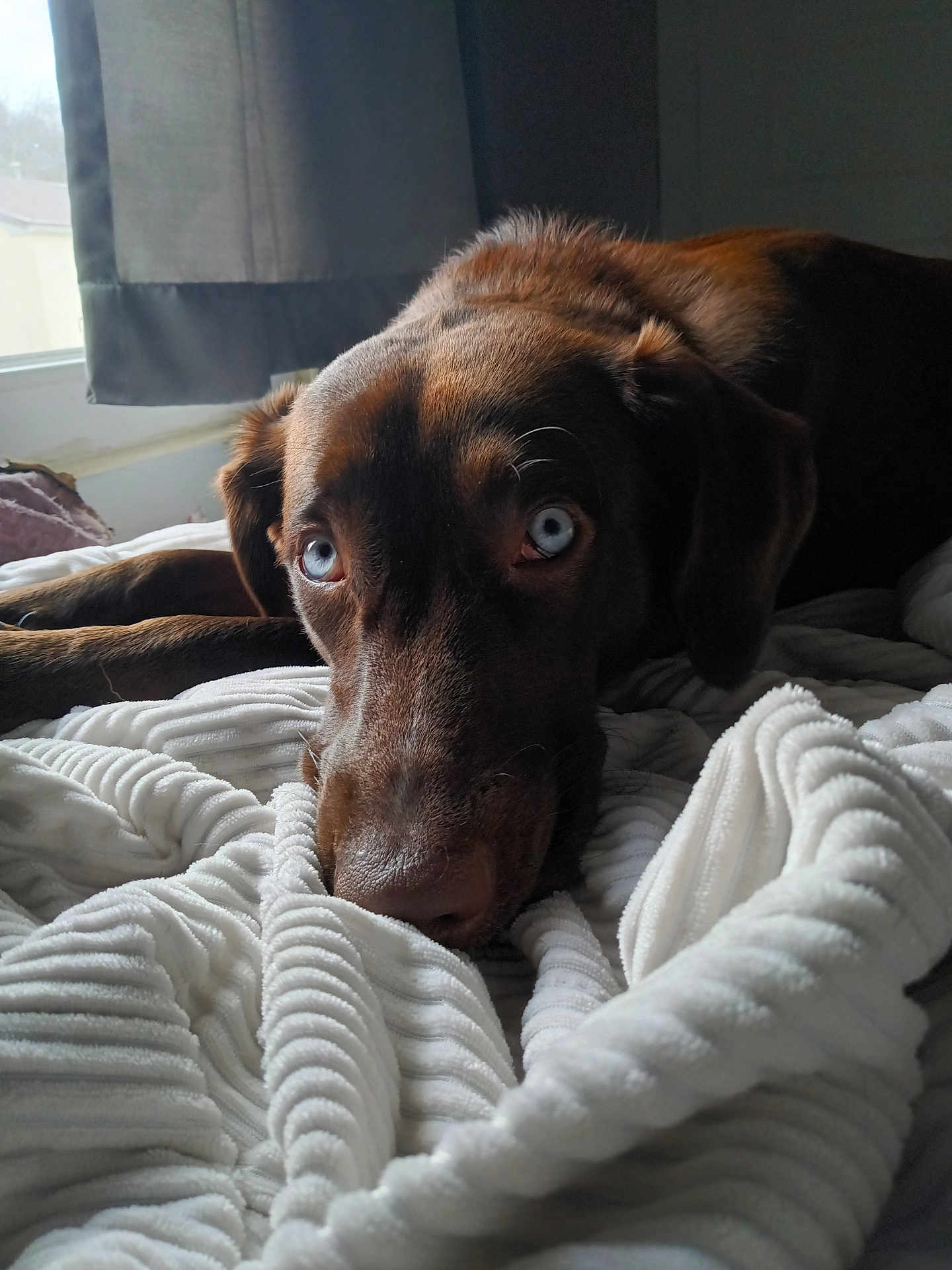 Roxy