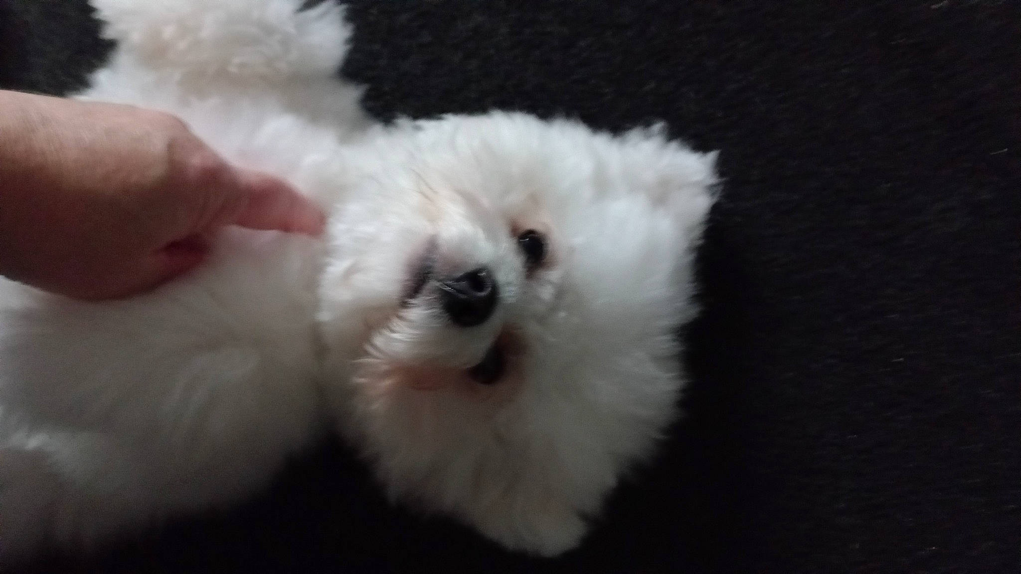 Ricksen joined the competition — help win amazing prizes! canidae, carnivore, cat, companion_dog, dog_breed, felidae, fur, maltepoo, non_sporting_group, small_to_medium_sized_cats, snout, sporting_group, terrestrial_animal, toy_dog, whiskers