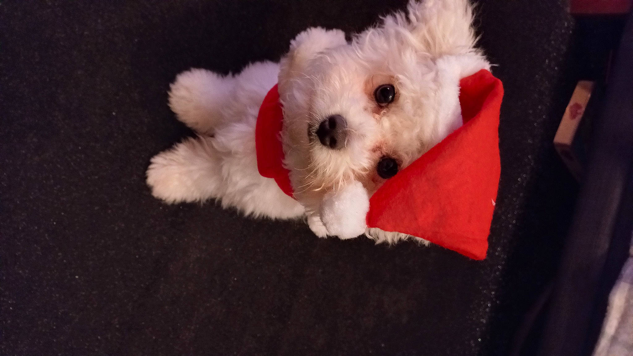 Ricksen is registered to the contest to win money with this photo: canidae, carnivore, companion_dog, dog, dog_breed, dog_clothes, dog_supply, fur, labradoodle, puppy_love, shih_poo, small_terrier, snout, sporting_group, stuffed_toy, terrier, toy, toy_dog, water_dog, yorkipoo