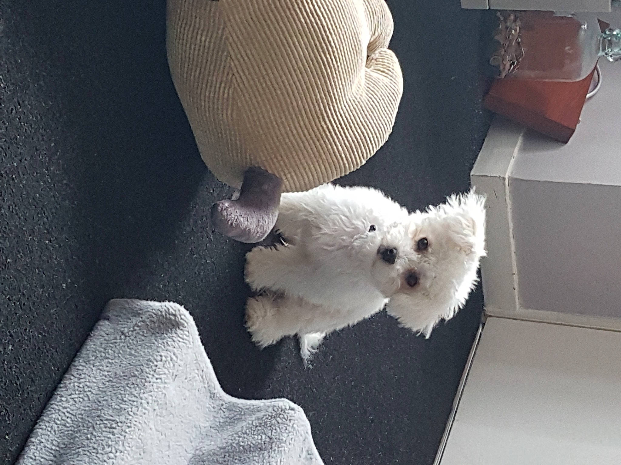 Ricksen joined the competition — help win amazing prizes! bichon, bolognese, canidae, carnivore, comfort, companion_dog, couch, dog, dog_breed, flooring, fur, poodle, poodle_crossbreed, puppy_love, room, small_terrier, stuffed_toy, terrier, toy, toy_dog