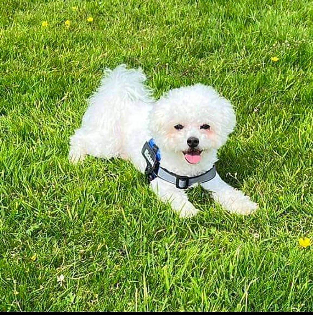 Ricksen joined the competition — help win amazing prizes! canidae, carnivore, companion_dog, dog, dog_breed, dog_clothes, dog_supply, fawn, grass, happy, labradoodle, maltepoo, plant, puppy_love, snout, sporting_group, sunglasses, toy, toy_dog, working_animal