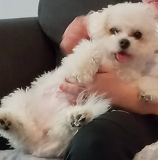 Ricksen joined the competition — help win amazing prizes! bichon, carnivore, comfort, companion_dog, dog, dog_breed, fur, happy, mal_shi, maltepoo, non_sporting_group, poodle, toy_dog, water_dog, white, working_animal