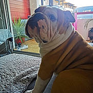 Oscar a rejoint le concours — aidez-le/la à gagner de superbes lots ! balcony, blanket, brown, bulldog, car, cozy, curious, dog, floor, furniture, glass_door, indoor, pet, plant, portrait, shoes, sitting, white, window, wrinkles