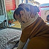 balcony, blanket, brown, bulldog, car, cozy, curious, dog, floor, furniture, glass_door, indoor, pet, plant, portrait, shoes, sitting, white, window, wrinkles
