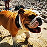 Oscar a rejoint le concours — aidez-le/la à gagner de superbes lots ! animal, beach, bulldog, closeup, collar, daytime, dog, legs, nature, outdoor, person, pet, playful, rocks, sand, shadow, shorts, sunny, tongue_out, walking