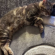 Jackson joined the competition — help win amazing prizes! cat, closeup, cozy, cushion, domestic_animal, fur, home_interior, indoor, nap, pattern, paw, pet, relaxed, rug, shadow, sleeping, soft_lighting, tabby, texture, whiskers