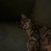 Jaxson joined the competition — help win amazing prizes! cat, tabby_cat, pet, sleeping, sleepy, tongue_out, couch, sofa, cushion, indoor, home, relaxed, lounging, feline, fur, whiskers, ears, paws, dim_lighting, portrait