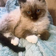 Damon Salvatore is registered to the contest to win money with this photo: kitten, cat, blue_eyes, fluffy, pet, animal, feline, cute, resting, blanket, soft, indoor, young, fur, whiskers, paw, tail, cozy, relaxed, domestic
