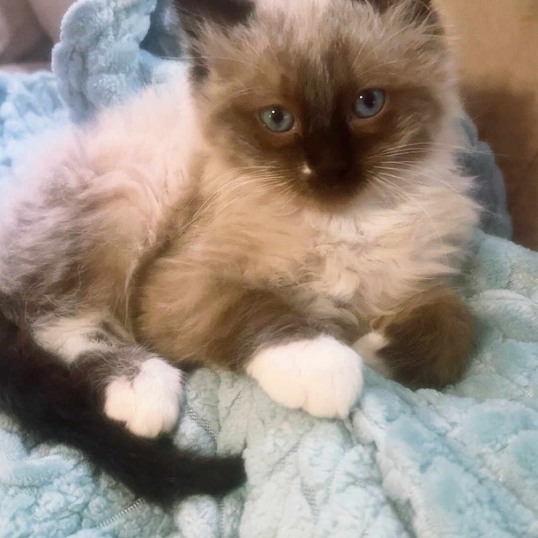 Damon Salvatore is registered to the contest to win money with this photo: kitten, cat, blue_eyes, fluffy, pet, animal, feline, cute, resting, blanket, soft, indoor, young, fur, whiskers, paw, tail, cozy, relaxed, domestic