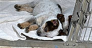 Andy is registered to the contest to win money with this photo: adorable, animal, cage, closeup, companion, cozy, cute, dog, floor, fur, indoors, metal, pet, puppy, resting, sleep, sleeping, tile, towel, young