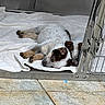 Andy is registered to the contest to win money with this photo: puppy, dog, sleeping, towel, cage, metal, floor, tile, fur, cozy, resting, animal, pet, cute, young, indoors, closeup, sleep, companion, adorable