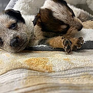 Andy joined the competition — help win amazing prizes! puppy, dog, sleeping, towel, pet, animal, cute, closeup, fur, paw, cage, resting, cozy, young, bed, domestic, face, whiskers, snuggling, indoor