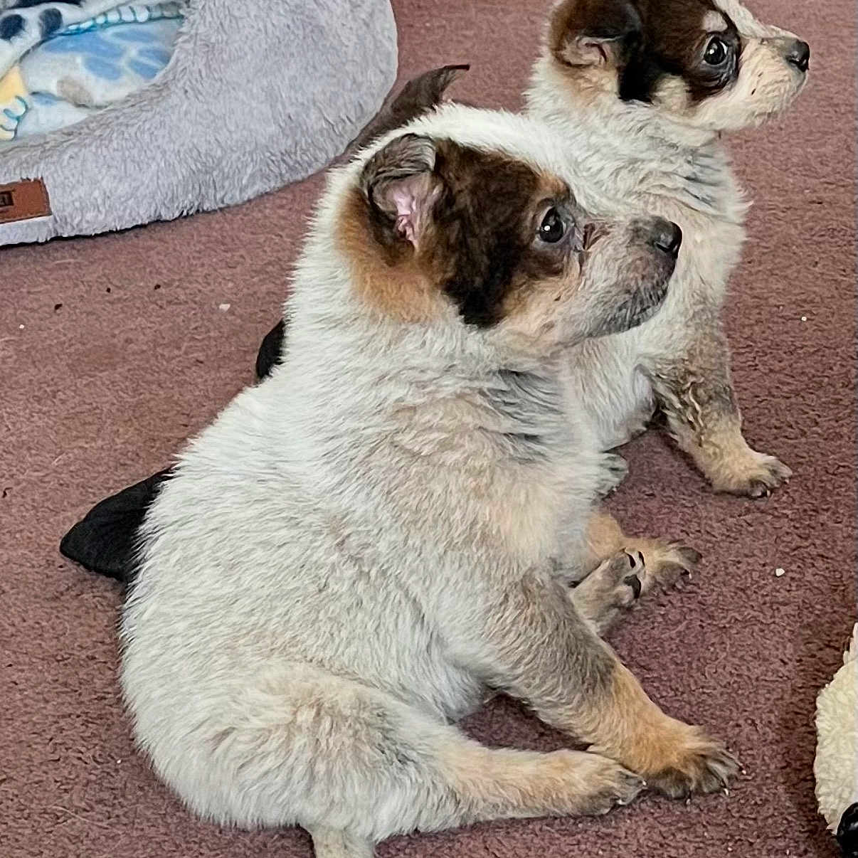 Andy joined the competition — help win amazing prizes! puppy, dog, pet, animal, fur, sitting, carpet, indoor, cute, small, adorable, young, fluffy, companions, looking, bed, blanket, brown, white, ears