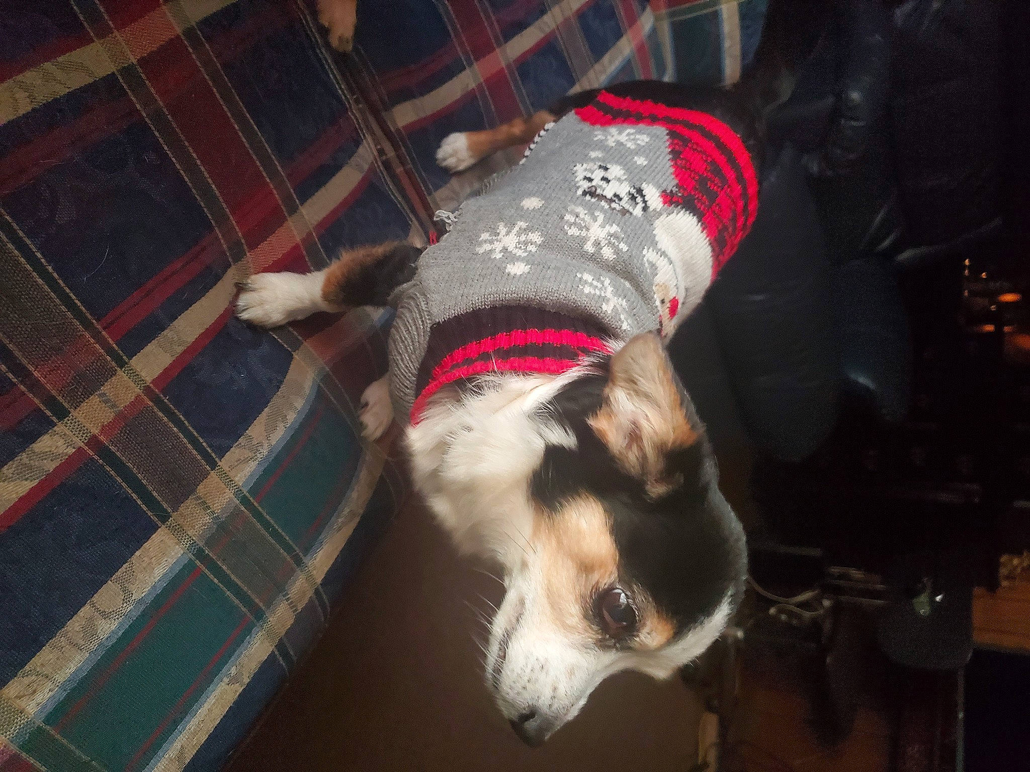 Puppy is registered to the contest to win money with this photo: canidae, carnivore, collar, companion_dog, couch, dog, dog_breed, dog_collar, dog_supply, flooring, fur, pattern, paw, pet_supply, plaid, tail, tartan, whiskers, wood, working_animal