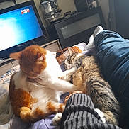 Boust Celine a rejoint le concours — aidez-le/la à gagner de superbes lots ! animal, bed, blanket, cat, clothing, cozy, furniture, ginger_cat, home, indoor, living_room, pants, person, pet, relaxing, resting, sleeping, striped_sleeve, tabby_cat, television