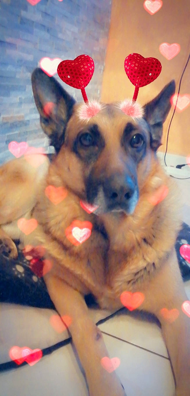 Malcom a rejoint le concours — aidez-le/la à gagner de superbes lots ! belgian_shepherd_malinois, canidae, carnivore, dog, dog_breed, ear, fawn, german_shepherd_dog, king_shepherd, mammal, paw, puppy, snout, working_dog