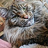 Tsunadé a rejoint le concours — aidez-le/la à gagner de superbes lots ! cat, tabby, fluffy, long_hair, pet, animal, portrait, close_up, whiskers, green_eyes, ears, fur, striped, relaxed, indoor, blanket, cozy, couch, face, photography