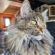 Tsunadé a rejoint le concours — aidez-le/la à gagner de superbes lots ! cat, tabby_cat, fluffy, longhaired, maine_coon, pet, animal, feline, golden_eyes, whiskers, ears, fur, portrait, close_up, indoor, home, couch, cozy, face, photography