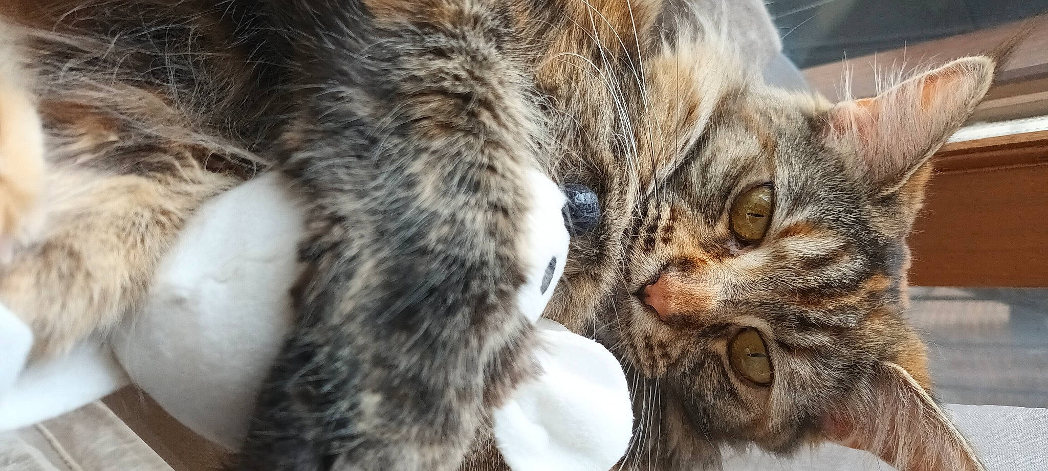 Tsunadé participe au concours pour gagner de l'argent avec cette photo : carnivore, cat, close_up, domestic_short_haired_cat, ear, felidae, fur, small_to_medium_sized_cats, snout, terrestrial_animal, whiskers, wildlife