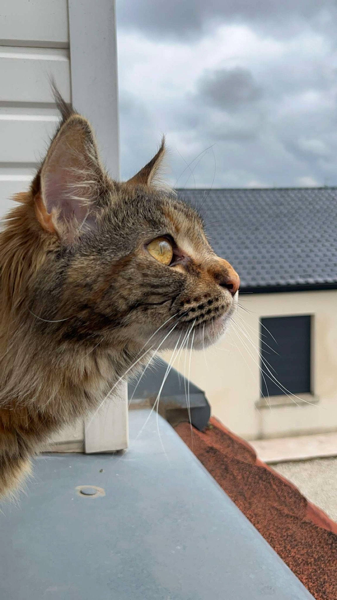 Tsunadé participe au concours pour gagner de l'argent avec cette photo : box, building, carnivore, cat, cloud, domestic_short_haired_cat, felidae, fur, house, pet_supply, roof, sky, small_to_medium_sized_cats, snout, terrestrial_animal, whiskers, wildlife, window