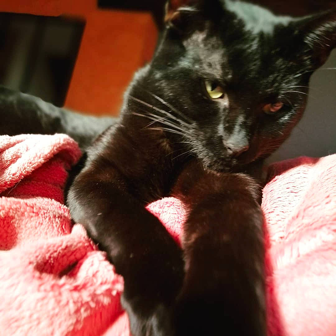 Ryou a rejoint le concours — aidez-le/la à gagner de superbes lots ! black_cat, bombay, carnivore, cat, claw, comfort, domestic_short_haired_cat, ear, eye, felidae, foot, fur, gesture, head, iris, leg, small_to_medium_sized_cats, snout, tail, whiskers