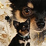 Bernie participe au concours pour gagner de l'argent avec cette photo : dog, puppy, chihuahua, black_and_tan, sitting, collar, bell, large_dog_portrait, animal_portrait, close_up, studio, artwork, gold_splatter, water_reflection, puddle, decorative_background, black_fur, brown_eyes, cute, surreal
