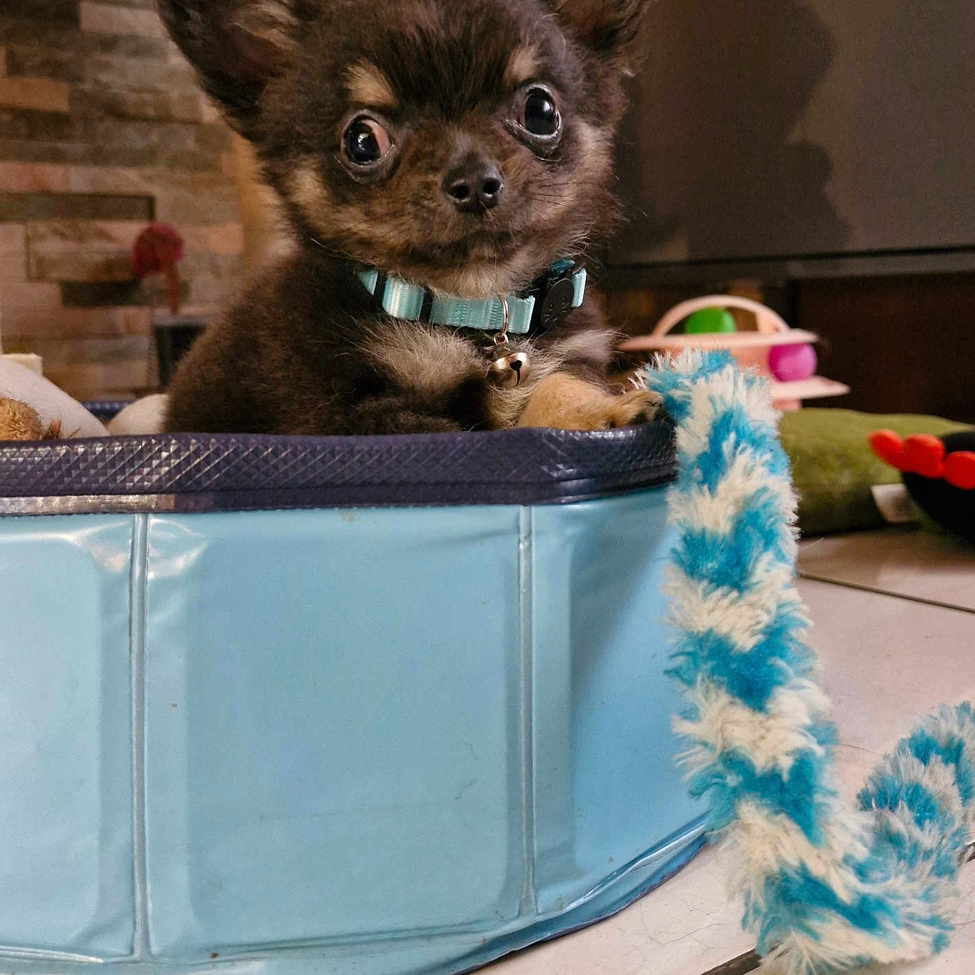 Bernie