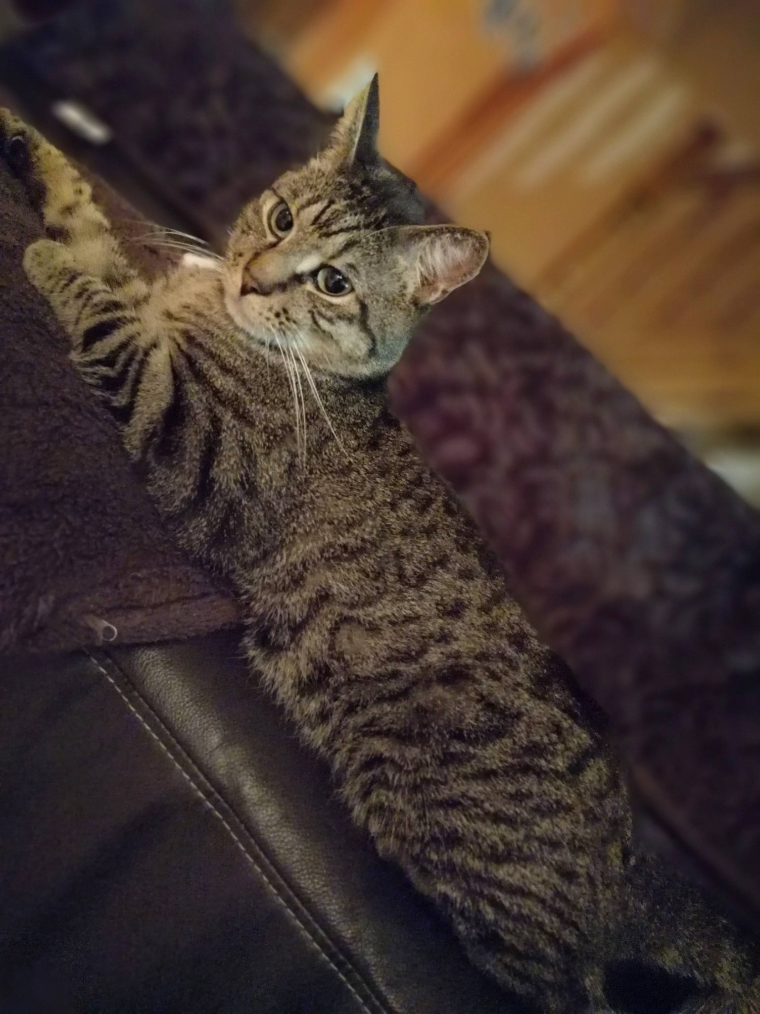 Petit Chat participe au concours pour gagner de l'argent avec cette photo : american_shorthair, asian, california_spangled, carnivore, cat, domestic_short_haired_cat, dragon_li, egyptian_mau, european_shorthair, felidae, kitten, mammal, ocicat, pixie_bob, sky, small_to_medium_sized_cats, tabby_cat, toyger, whiskers, wild_cat