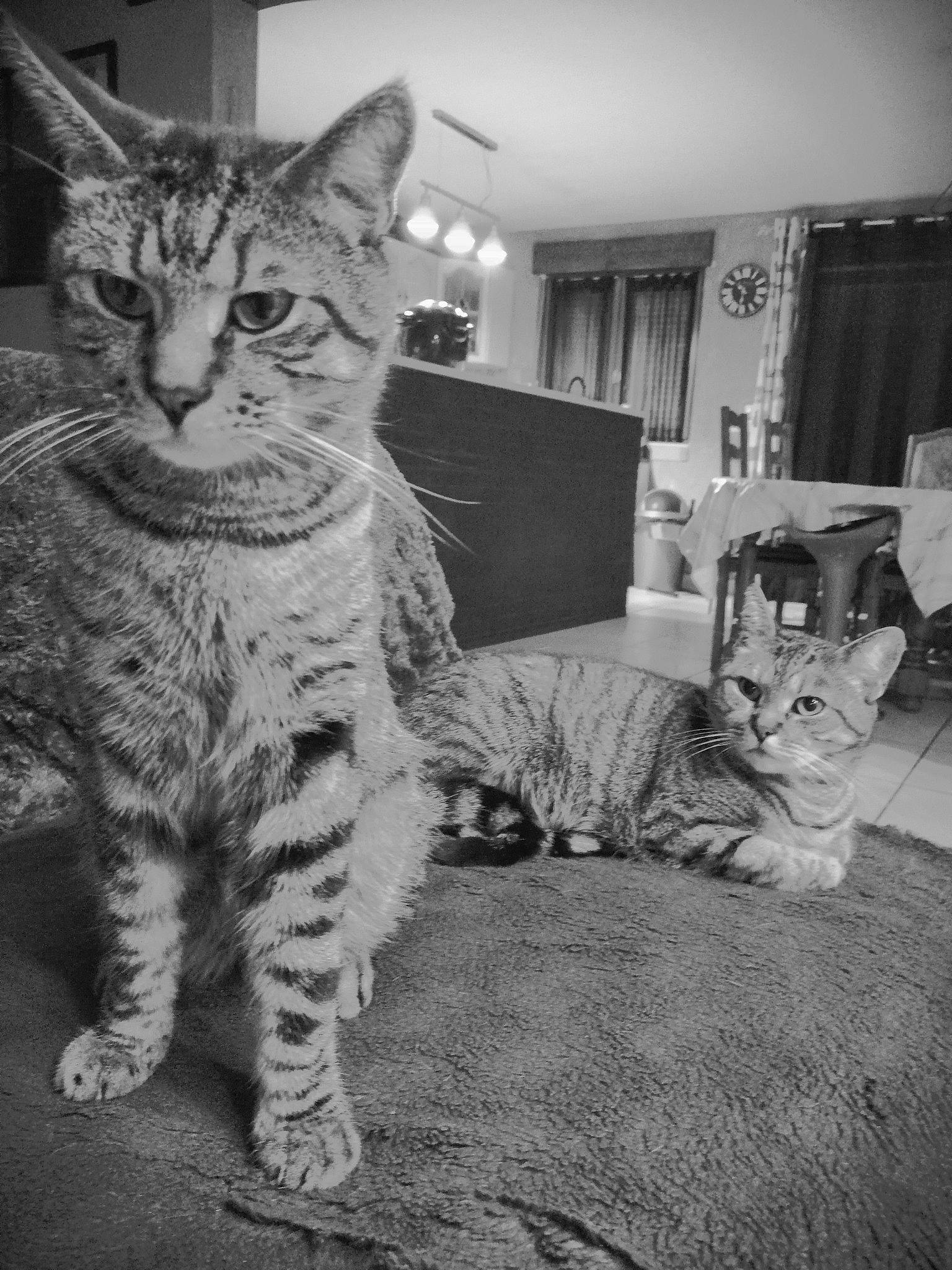 Petit Chat participe au concours pour gagner de l'argent avec cette photo : american_shorthair, asian, black_and_white, california_spangled, carnivore, cat, domestic_short_haired_cat, dragon_li, egyptian_mau, european_shorthair, felidae, kitten, mammal, ocicat, pixie_bob, small_to_medium_sized_cats, snout, tabby_cat, vertebrate, whiskers