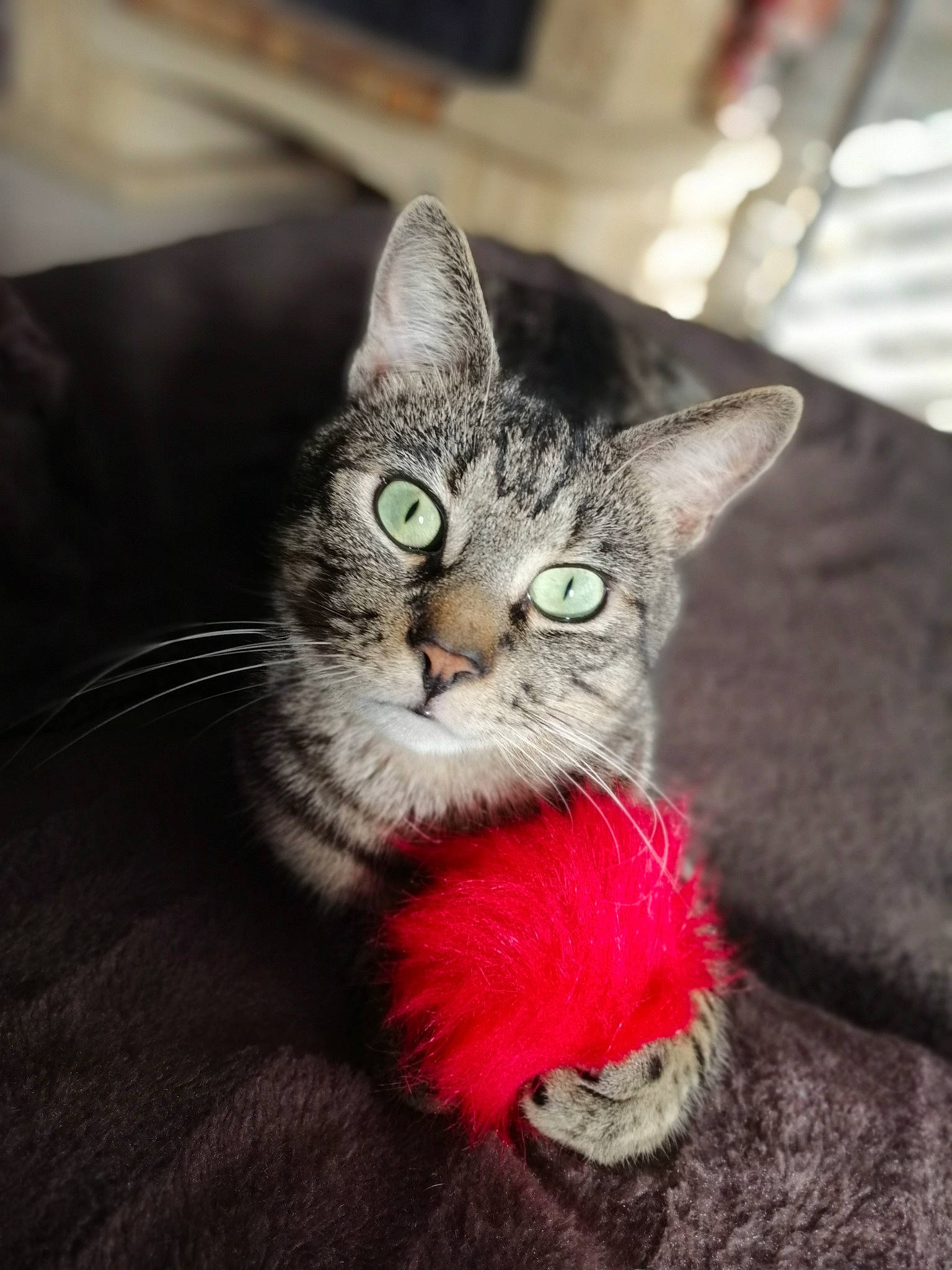 Petit Chat participe au concours pour gagner de l'argent avec cette photo : american_shorthair, asian, carnivore, cat, claw, domestic_short_haired_cat, european_shorthair, felidae, fur, kitten, mammal, pixie_bob, small_to_medium_sized_cats, snout, tabby_cat, whiskers