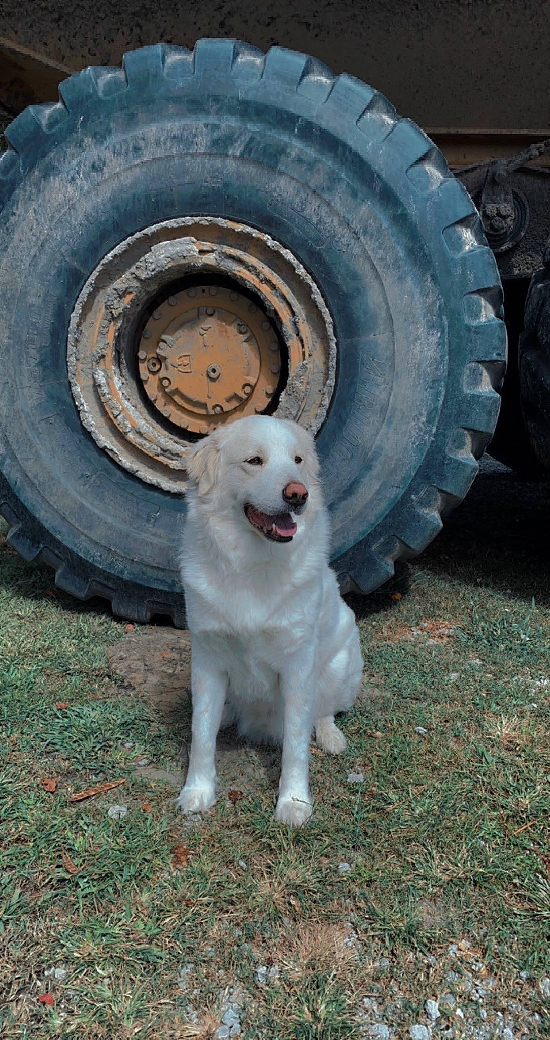 Jack Daniels is registered to the contest to win money with this photo: auto_part, automotive_tire, automotive_wheel_system, carnivore, companion_dog, dog, dog_breed, fender, gas, hubcap, locking_hubs, motor_vehicle, rim, snout, synthetic_rubber, tire, tire_care, tread, vehicle, wheel