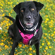 Grace joined the competition — help win amazing prizes! animal, black_dog, canine, close_up, collar, dog, ears, eyes, fur, grass, happy, harness, mouth, nature, nose, outdoor, pet, portrait, sitting, yellow_flowers