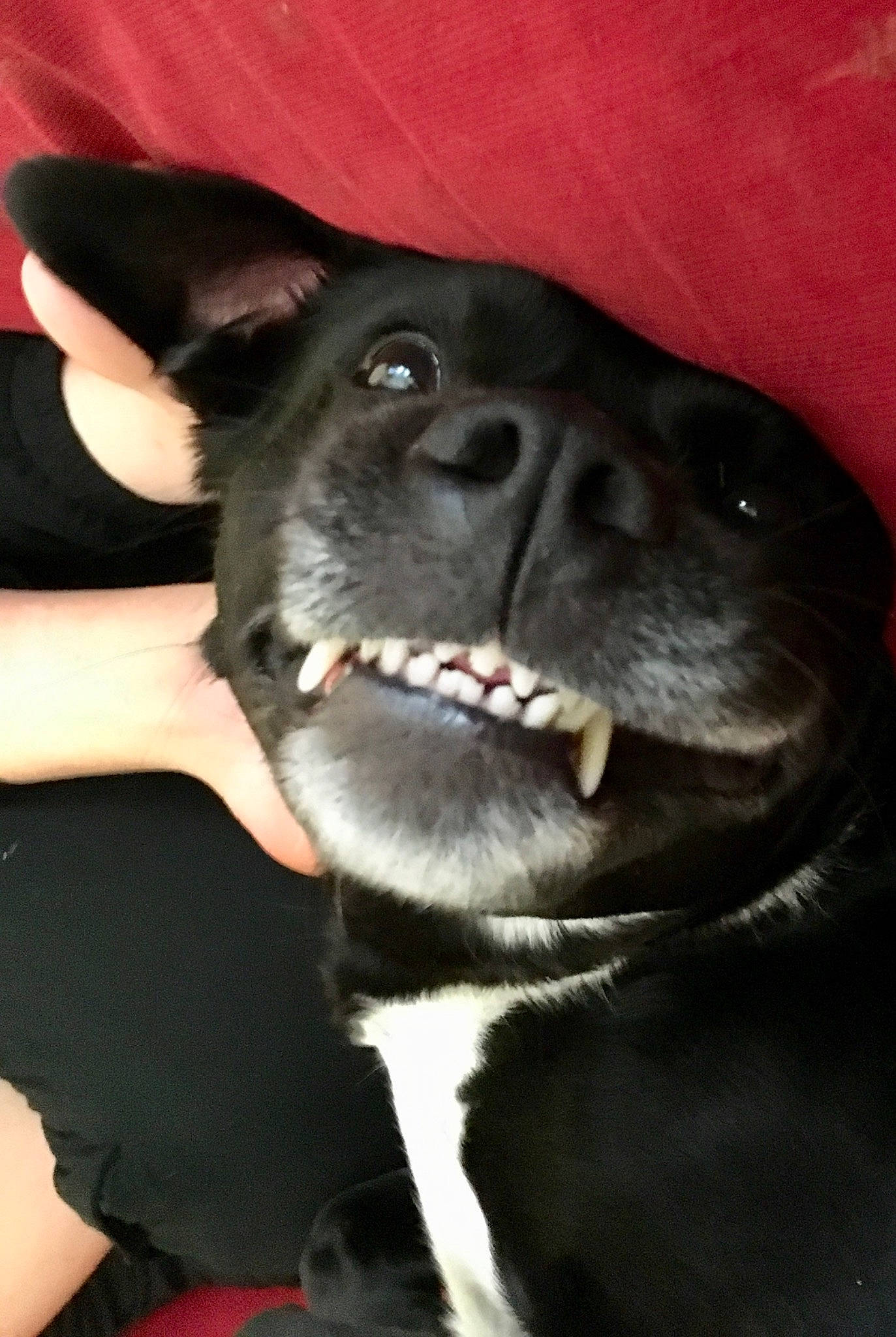 Tasha a rejoint le concours — aidez-le/la à gagner de superbes lots ! borador, boston_terrier, canidae, carnivore, dog, dog_breed, ear, french_bulldog, jaw, mammal, mouth, non_sporting_group, nose, puppy, snout, sporting_group, tongue, whiskers