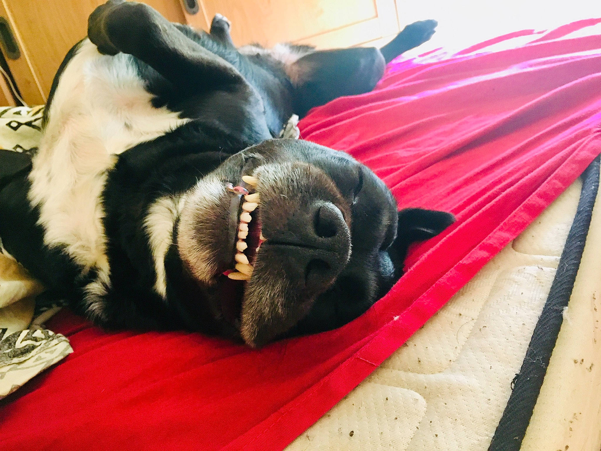 Tasha a rejoint le concours — aidez-le/la à gagner de superbes lots ! canidae, carnivore, companion_dog, dog, dog_breed, fur, non_sporting_group, snout, sporting_group