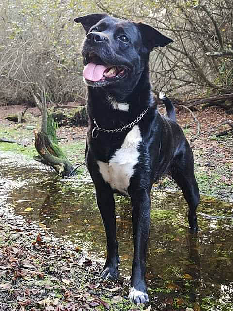 Tasha a rejoint le concours — aidez-le/la à gagner de superbes lots ! alano_espanol, alaunt, american_pit_bull_terrier, american_staffordshire_terrier, bandog, borador, bull_and_terrier, canidae, carnivore, dog, dog_breed, hunting_dog, mammal, non_sporting_group, plant, rare_breed_dog, sporting_group, staffordshire_bull_terrier, terrier, vertebrate