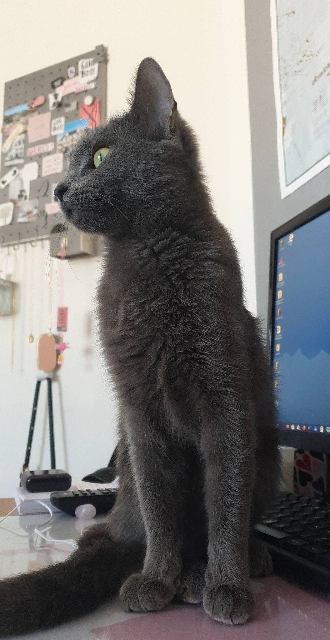 Olga a rejoint le concours — aidez-le/la à gagner de superbes lots ! black_cat, british_shorthair, carnivore, cat, chartreux, domestic_short_haired_cat, felidae, korat, mammal, nebelung, russian_blue, small_to_medium_sized_cats, snout, tail, vertebrate, whiskers