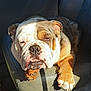 Louie V is registered to the contest to win money with this photo: animal, bulldog, car_seat, closeup, companion, cute, dog, ears, face, fur, indoors, leash, nosed, paw, pet, relaxing, resting, sleepy, sunlight, transportation